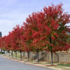 Autumn Blaze® Red Maple Tree -GreenNest Store Autumn Blaze Maple 3 FGT
