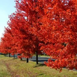 Autumn Blaze® Red Maple Tree -GreenNest Store Autumn Blaze Maple FGT
