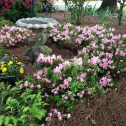 Autumn Debutante® Encore® Azalea 8 Autumn Debutante® Encore® Azalea -GreenNest Store Autumn Debutante Encore 1