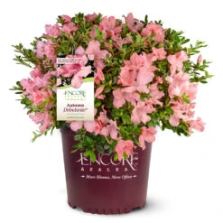 Autumn Debutante® Encore® Azalea 10 Autumn Debutante® Encore® Azalea -GreenNest Store Autumn Debutante Encore 4