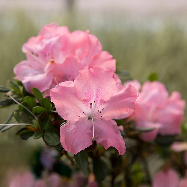 Autumn Debutante® Encore® Azalea 1 Autumn Debutante® Encore® Azalea