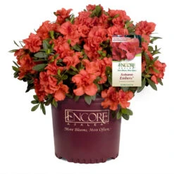 Autumn Embers® Encore® Azalea -GreenNest Store Autumn Embers Azalea 1