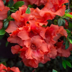 Autumn Embers® Encore® Azalea -GreenNest Store Autumn Embers Azalea 5