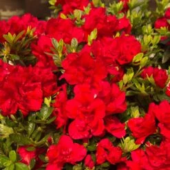 Autumn Bonfire® Encore® Azalea 6 Autumn Bonfire® Encore® Azalea -GreenNest Store Autumn Encore Bonfire Azaleas 1
