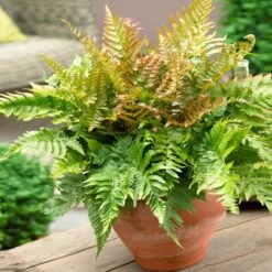 Sunset Hues House Plant Kit 11 Sunset Hues House Plant Kit -GreenNest Store Autumn Fern 1 4cb64db0 0944 4a6e a0be 5101c594c915
