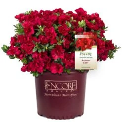 Autumn Fire® Encore® Azalea Shrub -GreenNest Store Autumn Fire Encore Azalea 1