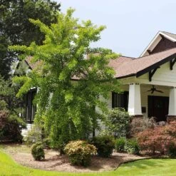 Autumn Gold Ginkgo Tree 7 Autumn Gold Ginkgo Tree -GreenNest Store Autumn Gold Ginkgo Biloba 1 FGT