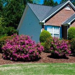 Autumn Royalty® Encore® Azalea -GreenNest Store Autumn Royalty Encore Azalea 5