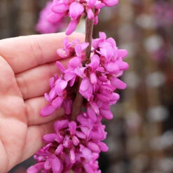 Avondale Redbud Tree -GreenNest Store Avodale redbud 4
