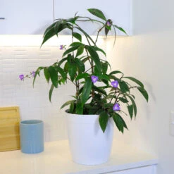 Weeping Blue Ginger Plant -GreenNest Store BLue Ginger 4 FGT