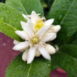 Buddha's Hand Citron Tree -GreenNest Store BUddhas Hand Citrus 4 b5693898 6a3b 4724 b4fc 03ef34337a89