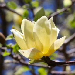 Magnolia 'Butterflies' Tree -GreenNest Store BUtterflies Magnolia 3 FGT