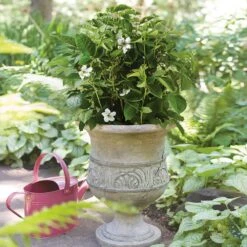 Bushel And Berry® Baby Cakes Blackberry® -GreenNest Store Baby Cakes Blackberry 1