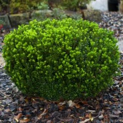 Baby Gem™ Boxwood Shrub 11 Baby Gem™ Boxwood Shrub -GreenNest Store Baby Gem 1