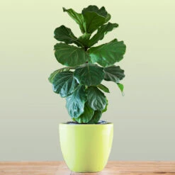 Bambino Fiddle Leaf Fig -GreenNest Store Bambino FIddleLeafFIg 1 FGT