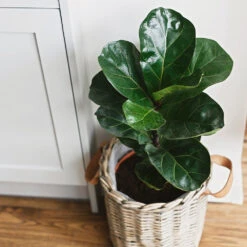 Bambino Fiddle Leaf Fig -GreenNest Store Bambino FIddleLeafFIg 5 FGT