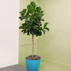 Bambino Fiddle Leaf Fig -GreenNest Store Bambino FIddleLeafFIg 6