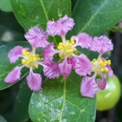 Barbados 'Acerola' Cherry -GreenNest Store Barbadoes Cherry 1
