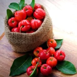 Barbados 'Acerola' Cherry -GreenNest Store Barbadoes Cherry 4 FGT