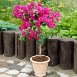 Barbara Karst Bougainvillea 14 Barbara Karst Bougainvillea -GreenNest Store Barbera Karst Bougainvillea 2 FGT d3e6d740 b572 4723 a5c8 00a17a4aa767