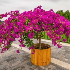Barbara Karst Bougainvillea 18 Barbara Karst Bougainvillea -GreenNest Store Barbera Karst Bougainvillea 5 f4868c53 9510 4e18 9d90 9065f6de5bb5