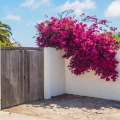 Barbara Karst Bougainvillea 15 Barbara Karst Bougainvillea -GreenNest Store Barbera Karst Bougainvillea 6 c383ecd8 4080 408c 9662 c67fa8114574