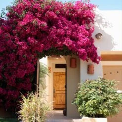 Barbara Karst Bougainvillea 13 Barbara Karst Bougainvillea -GreenNest Store Barbera Karst Bougainvillea 9 f609a9e0 2c3a 435b b6e7 05bbc8e5e7c8
