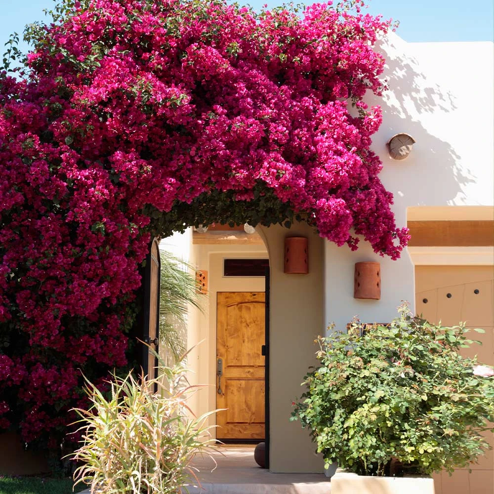 Barbara Karst Bougainvillea 3 Barbara Karst Bougainvillea - Image 3