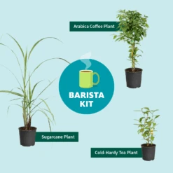 Sugar Cane -GreenNest Store Barista Kit Graphic f298d41d 128a 4dc2 a461 78b7808929c2