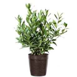 Bay Laurel 14 Bay Laurel -GreenNest Store Bay Laurel 3G Delilah Brown pot
