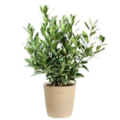 Bay Laurel 15 Bay Laurel -GreenNest Store Bay Laurel 3G Delilah Tan pot