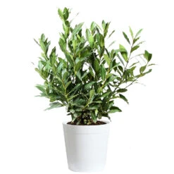 Bay Laurel 17 Bay Laurel -GreenNest Store Bay Laurel 3G Delilah White pot