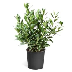 Bay Laurel 16 Bay Laurel -GreenNest Store Bay Laurel 3G standard pot