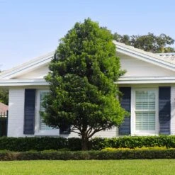 Bay Laurel 11 Bay Laurel -GreenNest Store Bay Laurel Shrub FGT 4 4fc2d6b2 8cf4 4dcb 83d8 7a36a4f2402f