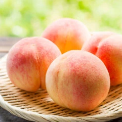 Belle Of Georgia Peach Tree (USDA Organic) -GreenNest Store Belle of Georgia 1