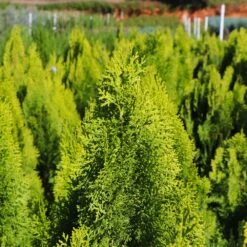 Berckman's Gold Arborvitae 9 Berckman's Gold Arborvitae -GreenNest Store Berckmans Arborvitae 8