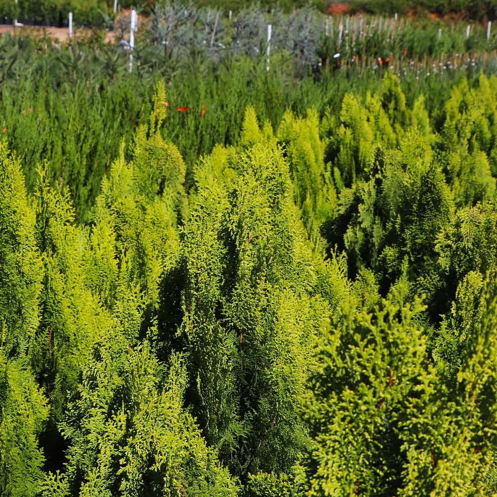 Berckman's Gold Arborvitae 3 Berckman's Gold Arborvitae - Image 3