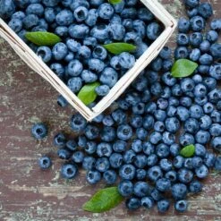 Biloxi Blueberry Bush 5 Biloxi Blueberry Bush -GreenNest Store Biloxi Blueberry 1