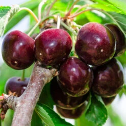 Cherry Pollinator Pack -GreenNest Store Bing Cherry Tree 2 BB