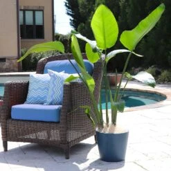 Bird Of Paradise - Orange -GreenNest Store Bird of Paradise 5 FGT