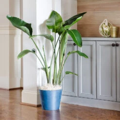 Bird Of Paradise - Orange -GreenNest Store Bird of Paradise 9