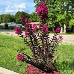 Black Diamond® Crape Myrtle - Mystic Magenta™ -GreenNest Store Black Diamon Magestic magenta Crape Myrtle31