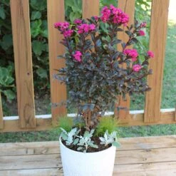 Black Diamond® Crape Myrtle - Mystic Magenta™ -GreenNest Store Black Diamon Magestic magenta Crape Myrtle 1