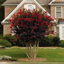 Featured Products -GreenNest Store Black Diamond Crape Myrtle 1 FGT