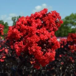 Black Diamond® Crape Myrtle - Best Red™ 7 Black Diamond® Crape Myrtle - Best Red™ -GreenNest Store Black Diamond Crape Myrtle 3 FGT
