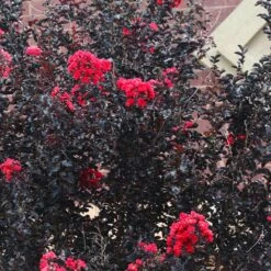 Black Diamond® Crape Myrtle - Best Red™ 9 Black Diamond® Crape Myrtle - Best Red™ -GreenNest Store Black Diamond Crape Myrtle 6 FGT