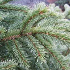 Black Hills Spruce Tree -GreenNest Store Black Hills Spruce 6 FGT