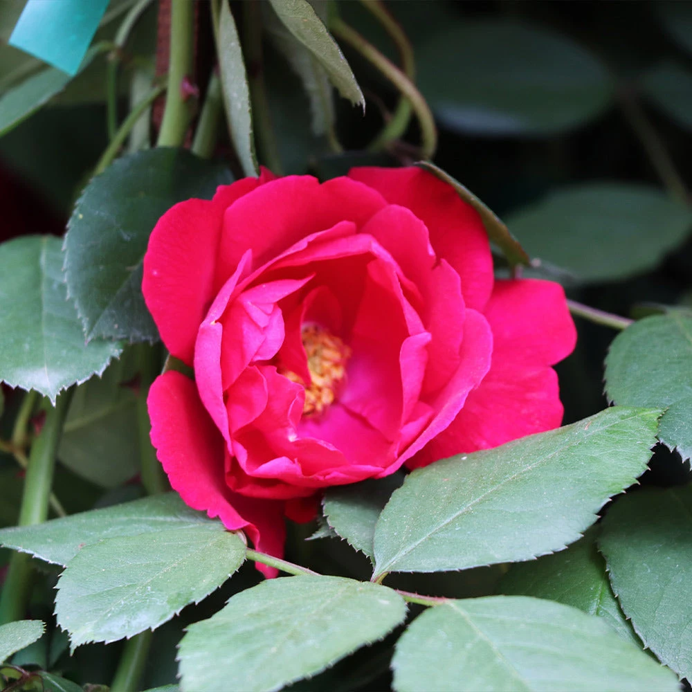 Blaze Improved Climbing Rose 3 Blaze Improved Climbing Rose - Image 3