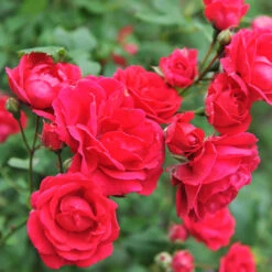 Blaze Improved Climbing Rose 7 Blaze Improved Climbing Rose -GreenNest Store Blaze Improved Rose 5 FGT