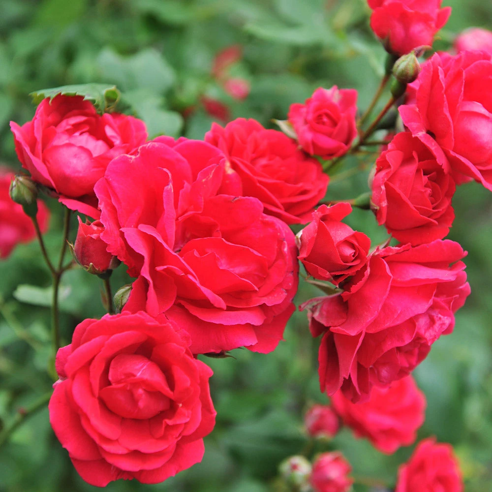 Blaze Improved Climbing Rose 4 Blaze Improved Climbing Rose - Image 4